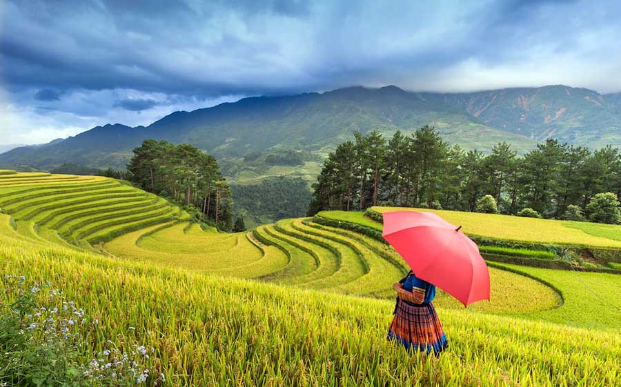 Mu Cang Chai rice field in Yen Bai vietnam